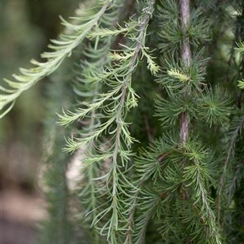 Larix kaempferi