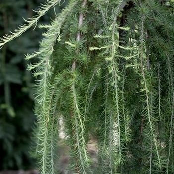 Larix kaempferi