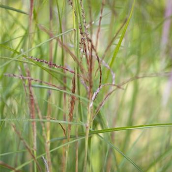 Miscanthus sinensis 'Kleine Fontäne'