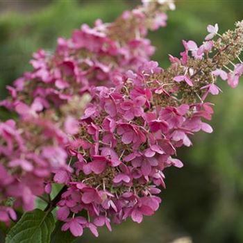 Hydrangea paniculata