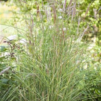 Miscanthus sinensis 'Kleine Fontäne'