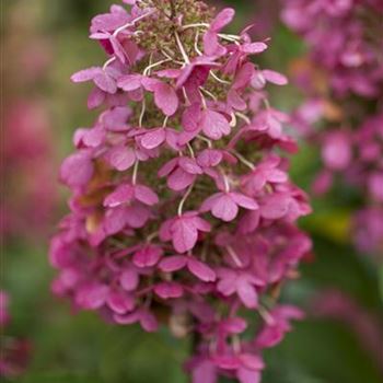 Hydrangea paniculata 'Pinky Winky'®