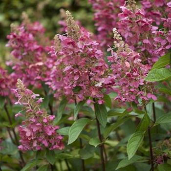 Hydrangea paniculata 'Pinky Winky'®