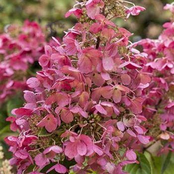 Hydrangea paniculata 'Pinky Winky'®