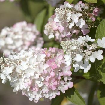 Hydrangea paniculata 'Pinky Winky'®