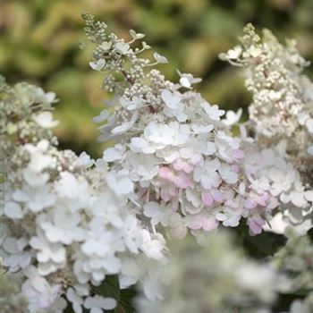 Hydrangea paniculata 'Pinky Winky'®