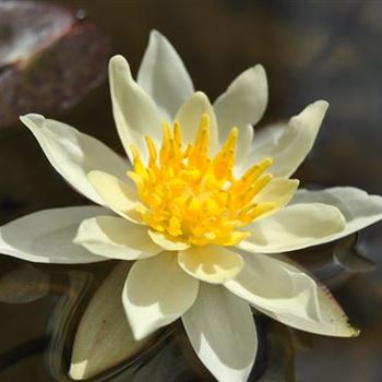 Nymphaea 'Marliacea Chromatella'