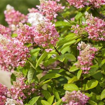 Hydrangea paniculata