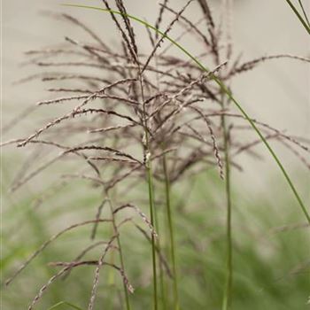 Miscanthus sinensis 'Malepartus'