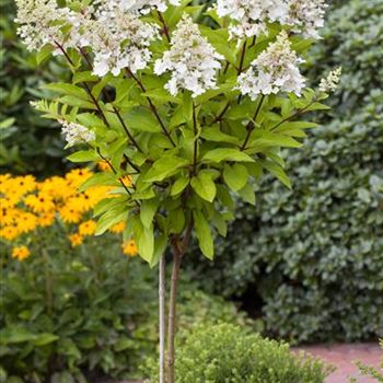 Hydrangea paniculata 'Pinky Winky'®