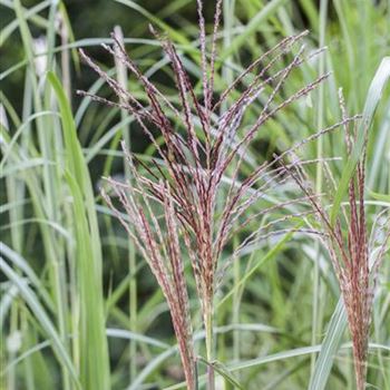 Miscanthus sinensis 'Malepartus'