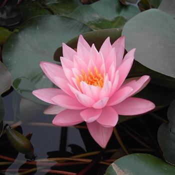 Nymphaea 'Rosennymphe'