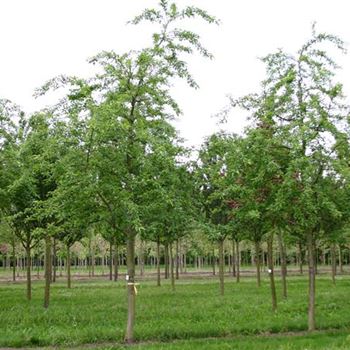 MRSE_Sol_baum_5xv_150-200x30-35x400-500_R_GE-HM1092_01_06_05_1215.jpg