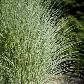 Miscanthus sinensis 'Morning Light'