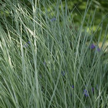 Miscanthus sinensis 'Morning Light'