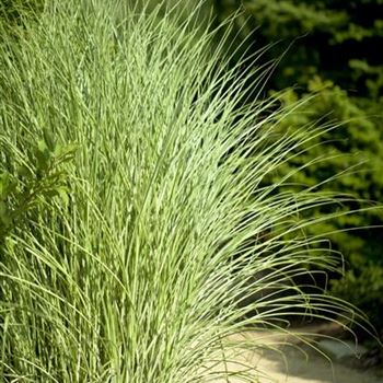 Miscanthus sinensis 'Morning Light'