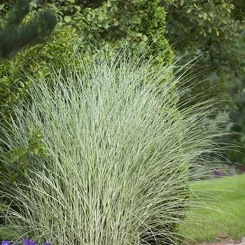 Miscanthus sinensis 'Morning Light'