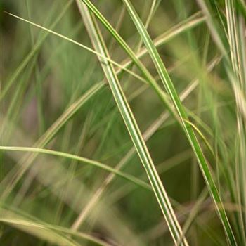 Miscanthus sinensis 'Morning Light'