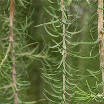 Larix kaempferi 'Stiff Weeper'