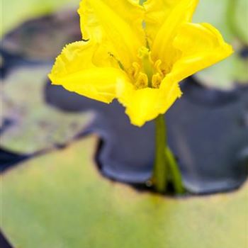 Nymphoides peltata