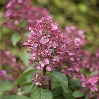 Hydrangea paniculata 'Wim´s Red'(s)