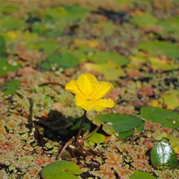 Nymphoides peltata