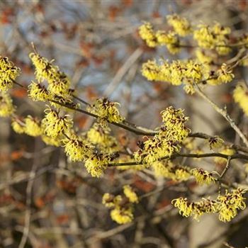 Hamamelis x intermedia 'Primavera'