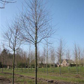 OCA_Sol_baum_4xv_150-200x25-30x400-500_R-1061_20_02_14_jh_40424.jpg
