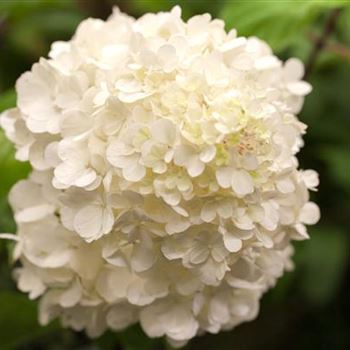 Hydrangea paniculata 'Wim´s Red'(s)