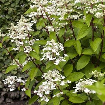 Hydrangea paniculata 'Wim´s Red'(s)