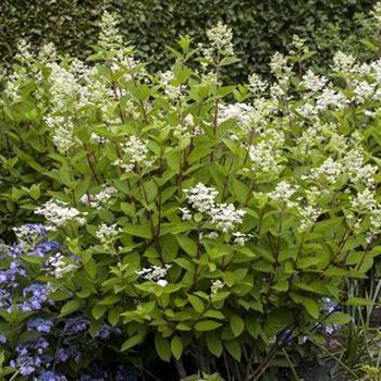 Hydrangea paniculata 'Wim´s Red'(s)