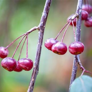 Malus 'Royal Beauty'