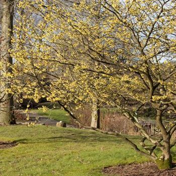 Hamamelis x intermedia 'Primavera'