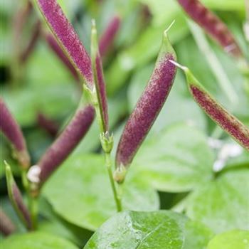 Lathyrus vernus