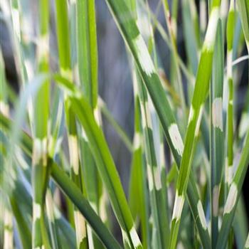 Miscanthus sinensis 'Strictus'