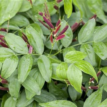 Lathyrus vernus