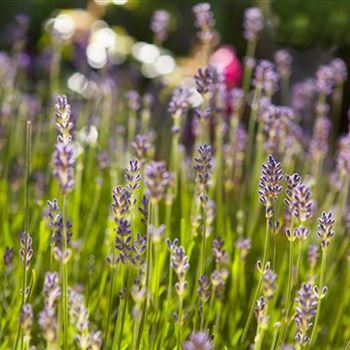 Lavandula angustifolia