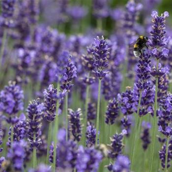 Lavandula angustifolia