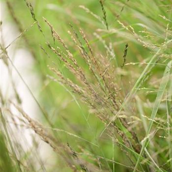 Molinia arundinacea 'Karl Foerster'