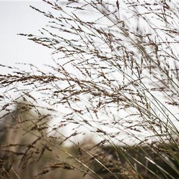 Molinia arundinacea 'Windspiel'