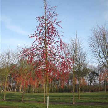 MRSE_Sol_baum_5xv_150-200x30-35_R-1146_15_01_14_jh_39337.jpg