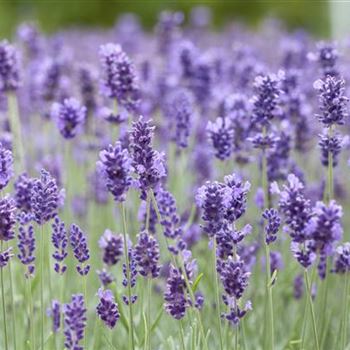 Lavandula angustifolia 'Hidcote Blue'