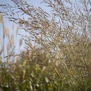 Molinia arundinacea 'Windspiel'