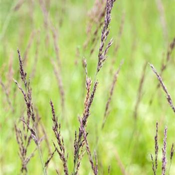 Molinia caerulea 'Edith Dudszus'