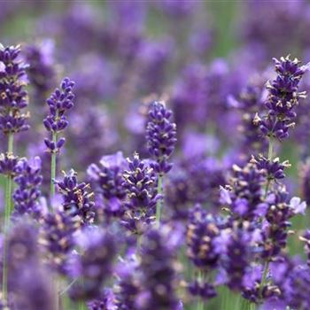 Lavandula angustifolia 'Hidcote Blue'