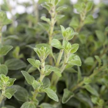 Origanum vulgare