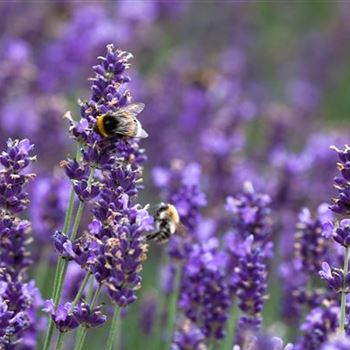 Lavandula angustifolia 'Hidcote Blue'