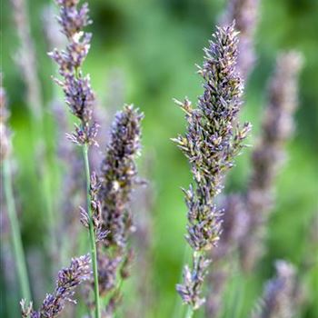 Molinia caerulea 'Moorhexe'