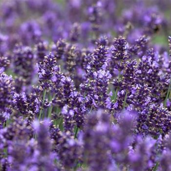 Lavandula angustifolia 'Hidcote Blue'