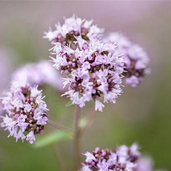 Origanum vulgare